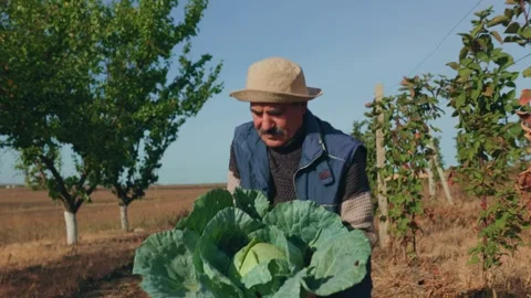Cabbage Connection Aged Farmer with Mustache and His Agricultural Work Stock Footage 327220718
