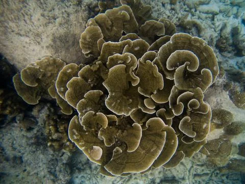 Cabbage coral in Phi Phi island, Thailand. Stock Photos