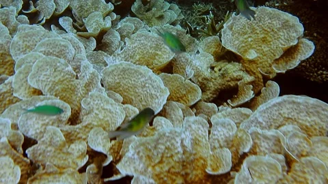 Cabbage coral really look like a huge cabbage.Turbinaria reniformis, commonly Stock Footage 199790214