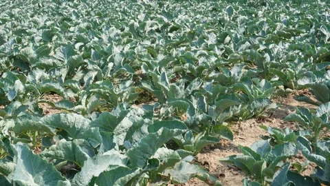 Cabbage Crop Stock Footage 333952263