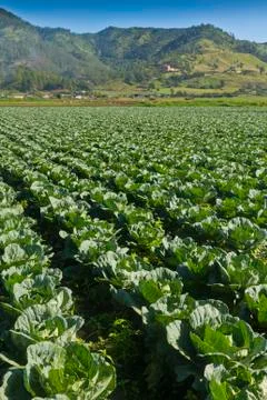 Cabbage crop Stock Photos