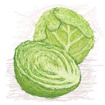 Cabbage cross section Stock Illustration