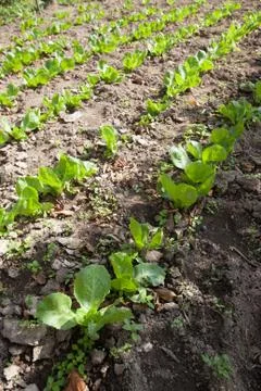 Cabbage cultivation Foto stock