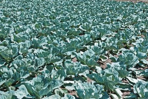 Cabbage cultivation in soil Stock Photos