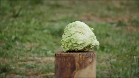 The cabbage is cut with a sword Video stock 78102983