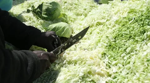 Cabbage cutting wide shot Stock-Footage 54708372