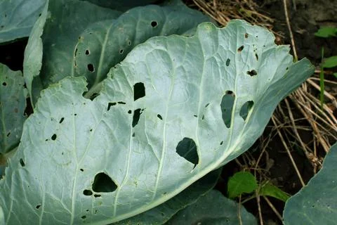 Cabbage damaged by insect pests close-up in the garden. Cabbage leaves with.. Foto stock