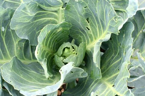 Cabbage damaged by insect pests close-up in the garden. Cabbage leaves with.. Stock Photos