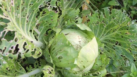 Cabbage damaged by insect pests in the garden Vidéo 329600159