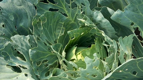 Cabbage damaged by insects pests close-up. Stock Footage 114488134