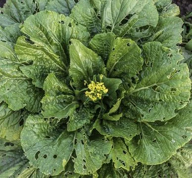 Cabbage damaged by insects pests close-up. Head and leaves of cabbage in hole Foto stock