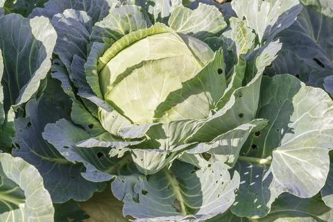 Cabbage damaged by insects pests close-up. Head and leaves of cabbage Stock Photos