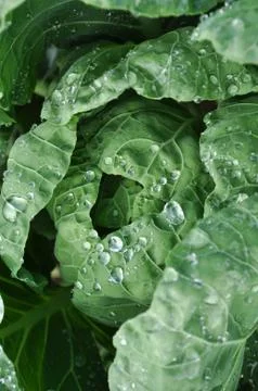 Cabbage with dew Stock Photos