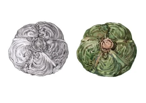 Cabbage drawn in a realistic style. Cabbage watercolor and pencil Stock Illustration
