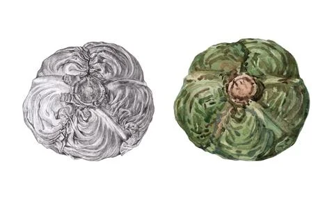 Cabbage drawn in a realistic style. Cabbage watercolor and pencil Stock Illustration