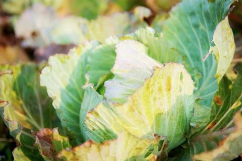 Cabbage of dries leaves with sunlight. Stock-Fotos