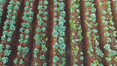 Cabbage farm aerial Stock Footage 130889915
