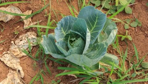 Cabbage on the farm of the farmer. Stock Photos
