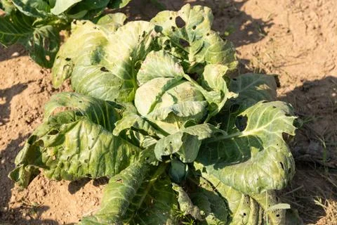 Cabbage on a Farm Field Foto stock