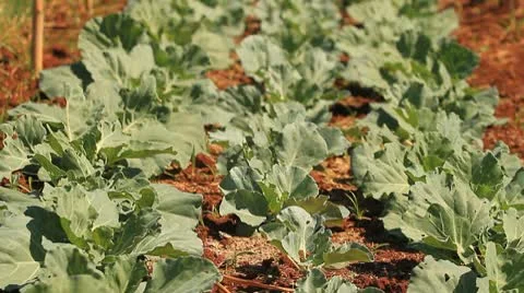 Cabbage farm. Stock Footage 10794563