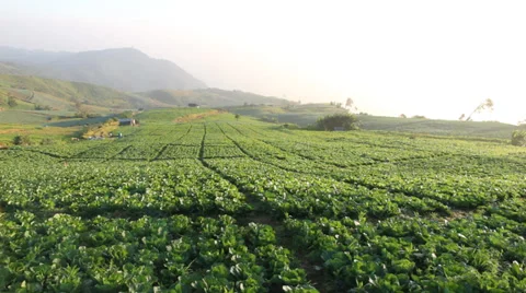 Cabbage farm Stock Footage 32674946