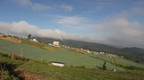 Cabbage farm Stock Footage 32675086