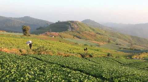 Cabbage farm Stock Footage 32675385