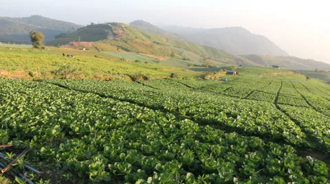 Cabbage farm Stock Footage 32679130