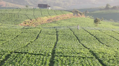 Cabbage farm Stock Footage 32679149