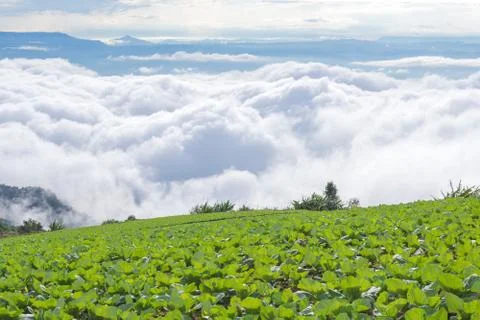 Cabbage farm on the mountain Stock Photos