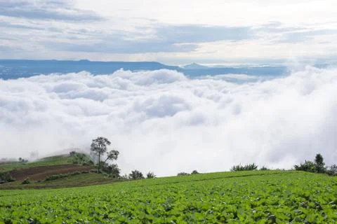 Cabbage farm on the mountain Stock Photos