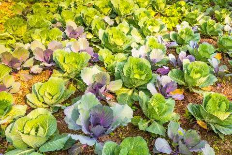 CABBAGE FARM 스톡 사진