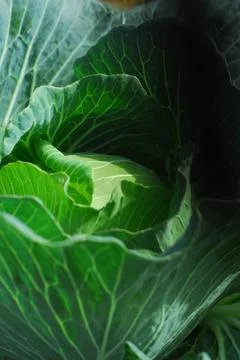 Cabbage farm Stock Photos