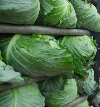 Cabbage farm Stock Photos