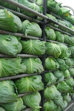 Cabbage farm Foto stock