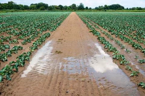 Cabbage farm on sunlight. Stock Photos