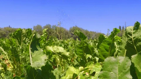 Cabbage farming and irrigation activity Stock Footage