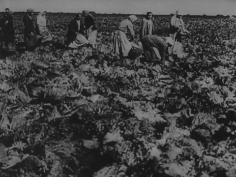 Cabbage farming Video stock 221532837