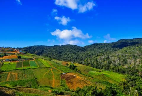 Cabbage farming at hillside. Stock Photos