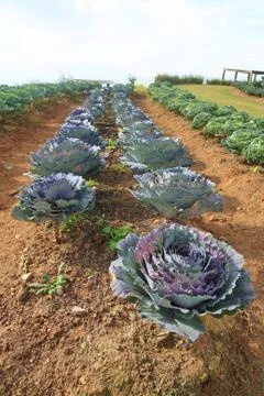 Cabbage farmland Stock Photos