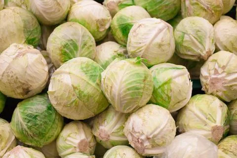 Cabbage from field. cabbage background. cabbage harvest. Stock Photos