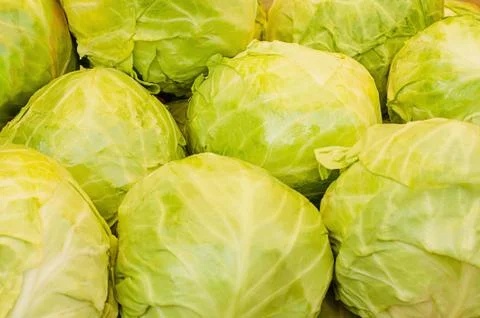 Cabbage from field. cabbage background. cabbage harvest. Stock Photos