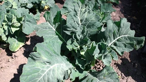 Cabbage in the field closeup background Stock Footage 151588395