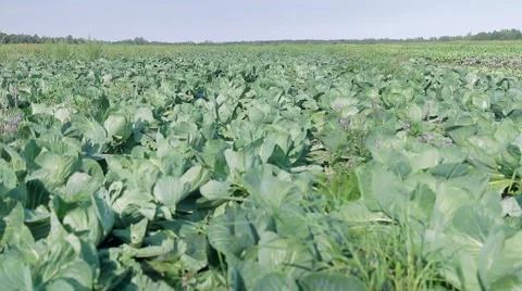 Cabbage on the field Video stock 66882922