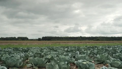 Cabbage field. Stock Footage 87546735
