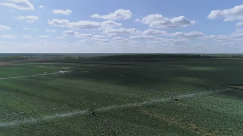 Cabbage field Video stock 93137417