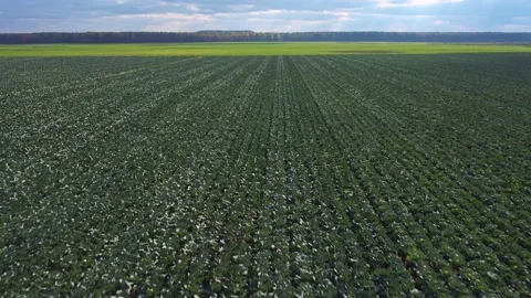 Cabbage field Stock Footage 162121061