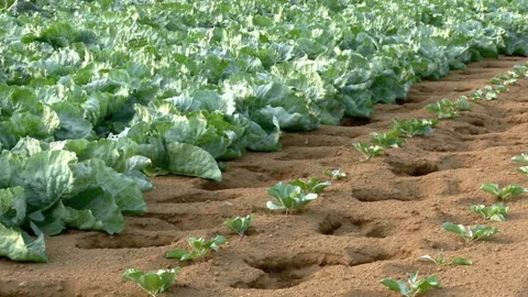 Cabbage Field Stock Footage 327565973