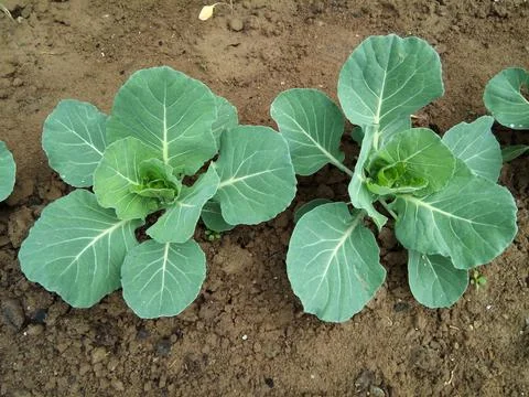 Cabbage in the field - garden Photos