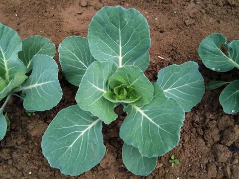 Cabbage in the field - garden Fotos de archivo